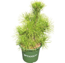 Pijnboom in pot