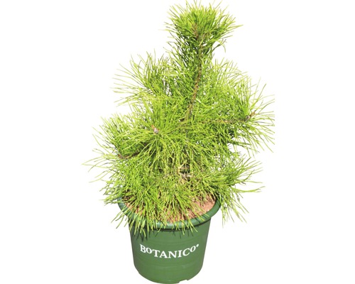 Pijnboom in pot