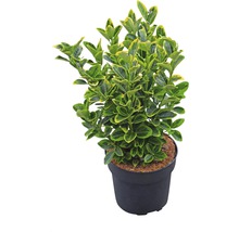 Spoelstruik in pot