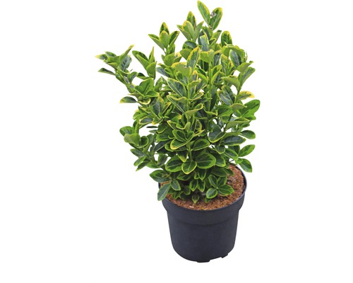 FLORASELF Kardinaalsmuts Euonymus japonicus 'Aureus' potmaat Ø24 mm H 25-30 mm Spoelstruik in pot