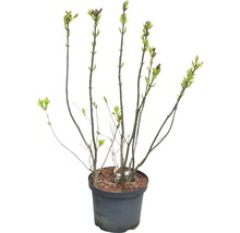 Seringenplant in pot met jonge bladeren