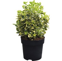 Groenblijvende kardinaalsmuts in pot