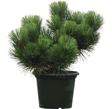 Pijnboom in pot voor de tuin