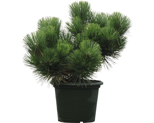Pijnboom in pot voor de tuin