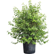 Struik in een pot