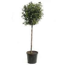 Laurierboom in pot