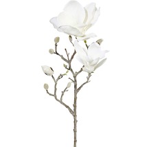 Magnoliatak met bloemen en knoppen