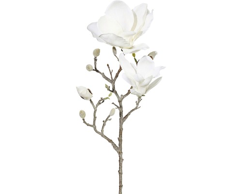Magnoliatak met bloemen en knoppen