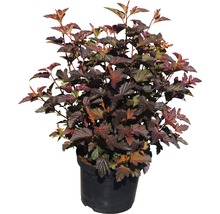 Blaasspirea in een pot
