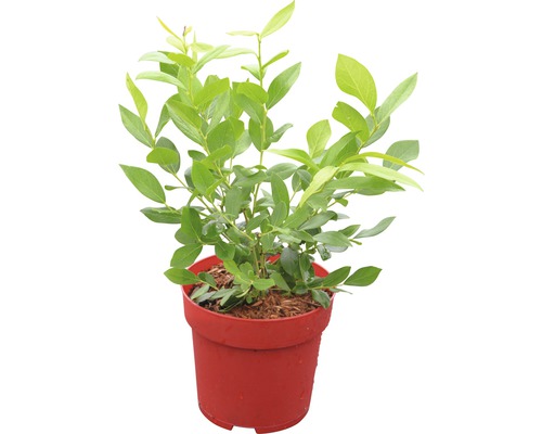 Blauwe bessenplant in pot