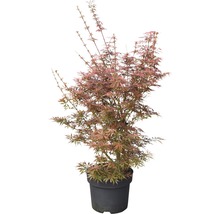 Japanse esdoorn in pot
