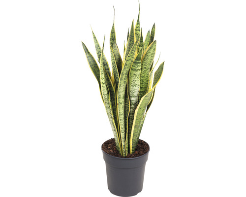 FLORASELF Vrouwentong Sansevieria Lauretii potmaat Ø 24 cm H 80-90 cm