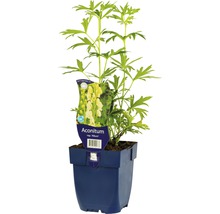 Monnikskap plant in pot