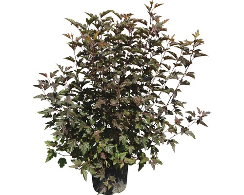 Physocarpus struik in pot