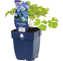 Aquilegia alpina plant in pot