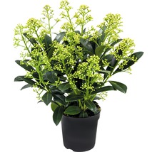 Skimmia in pot met knoppen