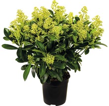 Skimmia in pot met groene bladeren en gele bloemen