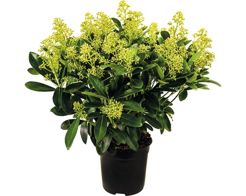 Skimmia in pot met groene bladeren en gele bloemen