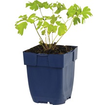 Elfenbloem in pot