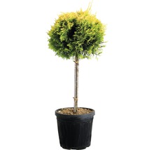 Bolvormige Thuja in pot