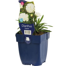 Dianthus Cosmos plant in pot