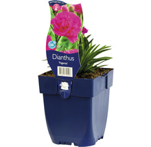 Dianthus plant in pot
