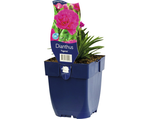 FLORASELF Anjer Dianthus-Cultivars 'Faganza' potmaat Ø 11.0 cm H 5-20 cm