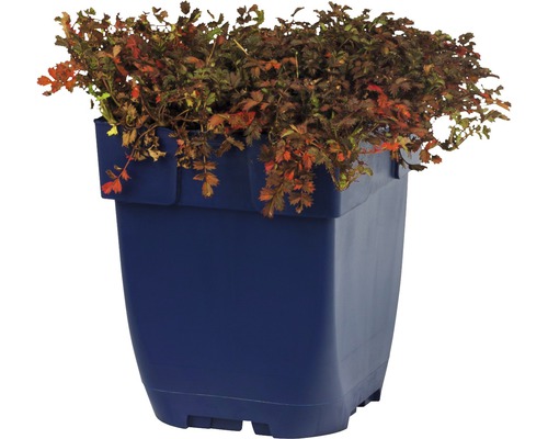 Bloedvingerkruid in blauwe plantenbak