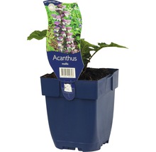 FLORASELF Berenklauw Acanthus mollis Ø 11 cm