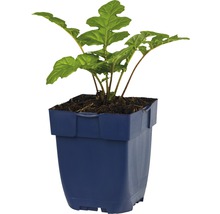 FLORASELF Berenklauw Acanthus mollis Ø 11 cm