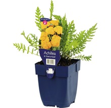 Duizendblad ''Cloth of Gold'' in pot