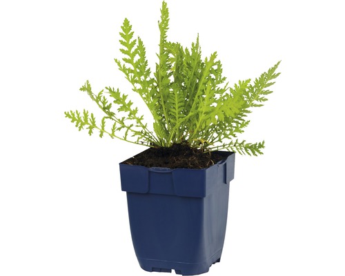 Gele tuin bijvoet in een pot