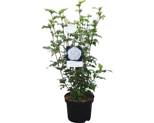 Hibiscus in pot met witte bloemen