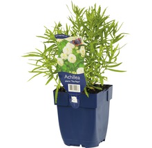 Duizendblad in een pot