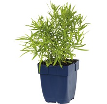 Euphorbia amygdaloides in een pot