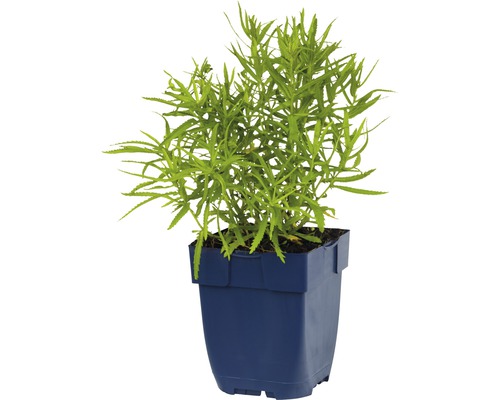 Euphorbia amygdaloides in een pot