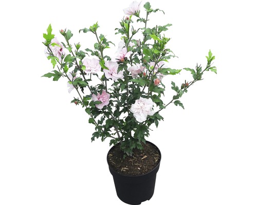 Hibiscus in pot met bloemen en groene bladeren