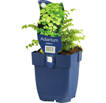 Venushaar varen in pot