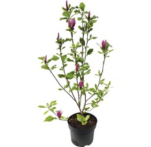 Magnolia in pot met bloemen en bladeren