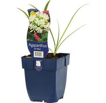 FLORASELF Afrikaanse lelie Agapanthus africanus 'Albus' Ø 11 cm