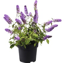FLORASELF Vlinderstruik Buddleja davidii POQUITO ® Lavender Cupcake ® potmaat 4,5 liter H 40 cm