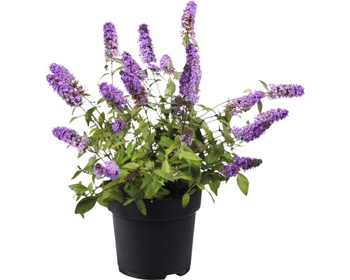 Vlinderstruik in pot