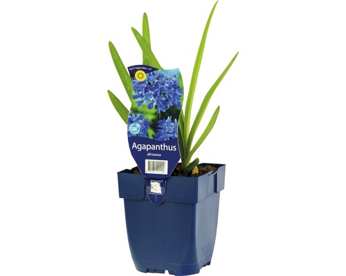 Agapanthus africanus in een pot