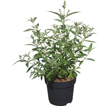 Vlinderstruik in pot