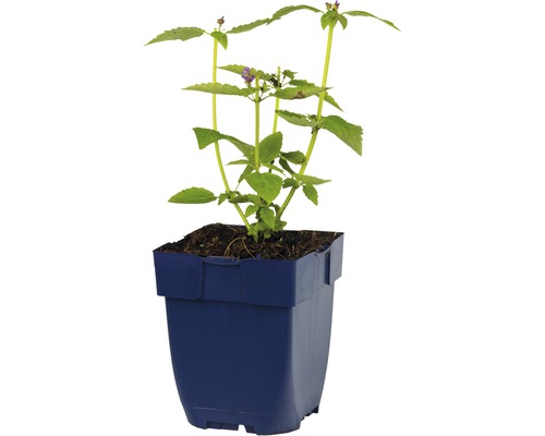 Afrikaanse muntplant in pot