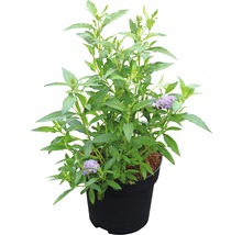 Vlinderstruik in pot met groene bladeren en lila bloemen