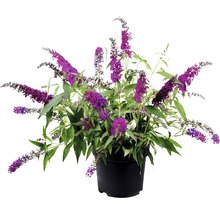 Vlinderstruik in een pot