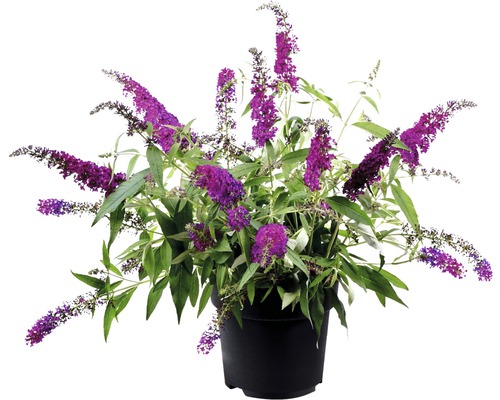 Vlinderstruik in een pot