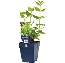 Agastache plant in pot