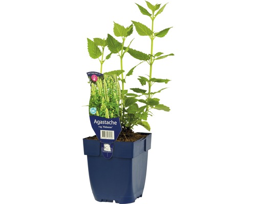 Agastache plant in pot